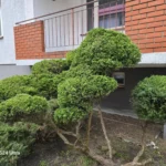 Utrzymanie terenów zielonych na osiedlach mieszkaniowych